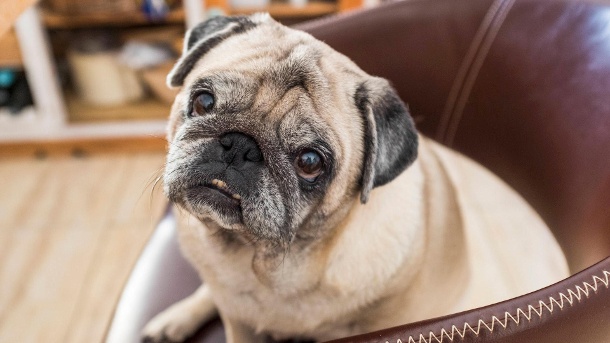 Ein Mops (Symbolbild): In den USA wurde ein Hund positiv auf SARS-CoV-2 getestet (Quelle: imago images)