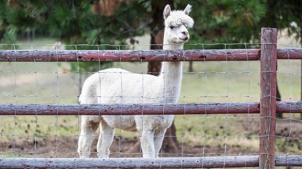 Lamas: Die Tierart hat offenbar die Fähigkeit, gegen Coronavirren Antikörper zu bilden. (Quelle: imago images/Design Pics)